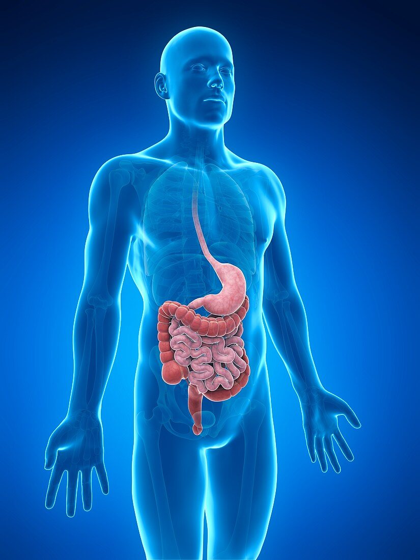 Human digestive system,illustration