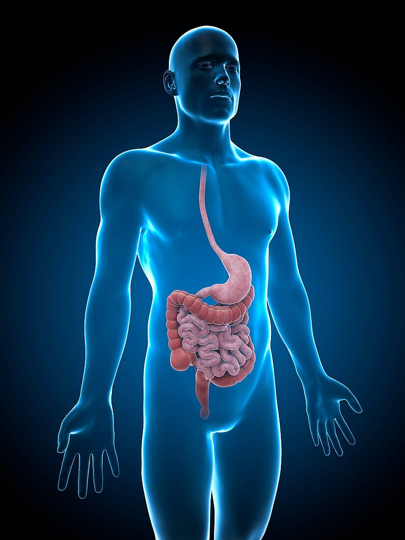 Human digestive system,illustration