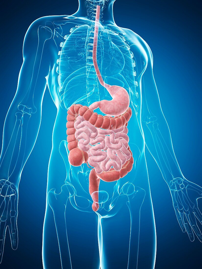 Human digestive system,illustration