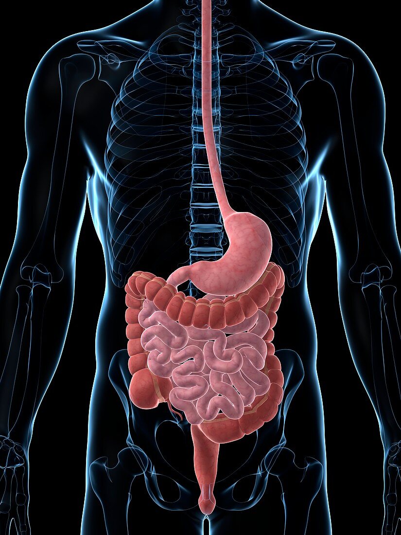 Human digestive system,illustration