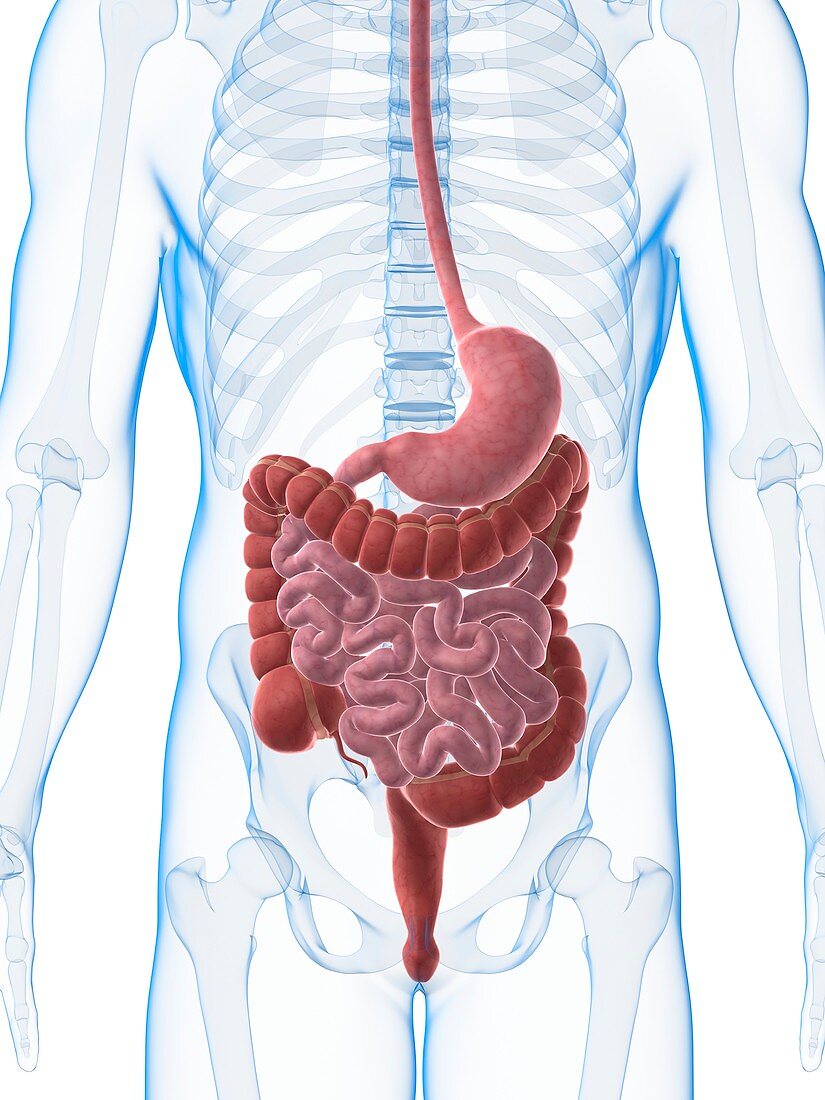 Human digestive system,illustration