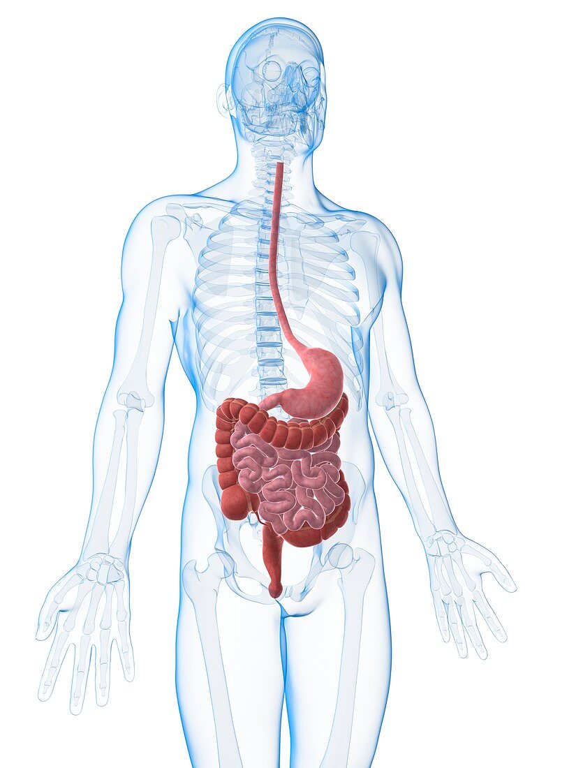 Human digestive system,illustration