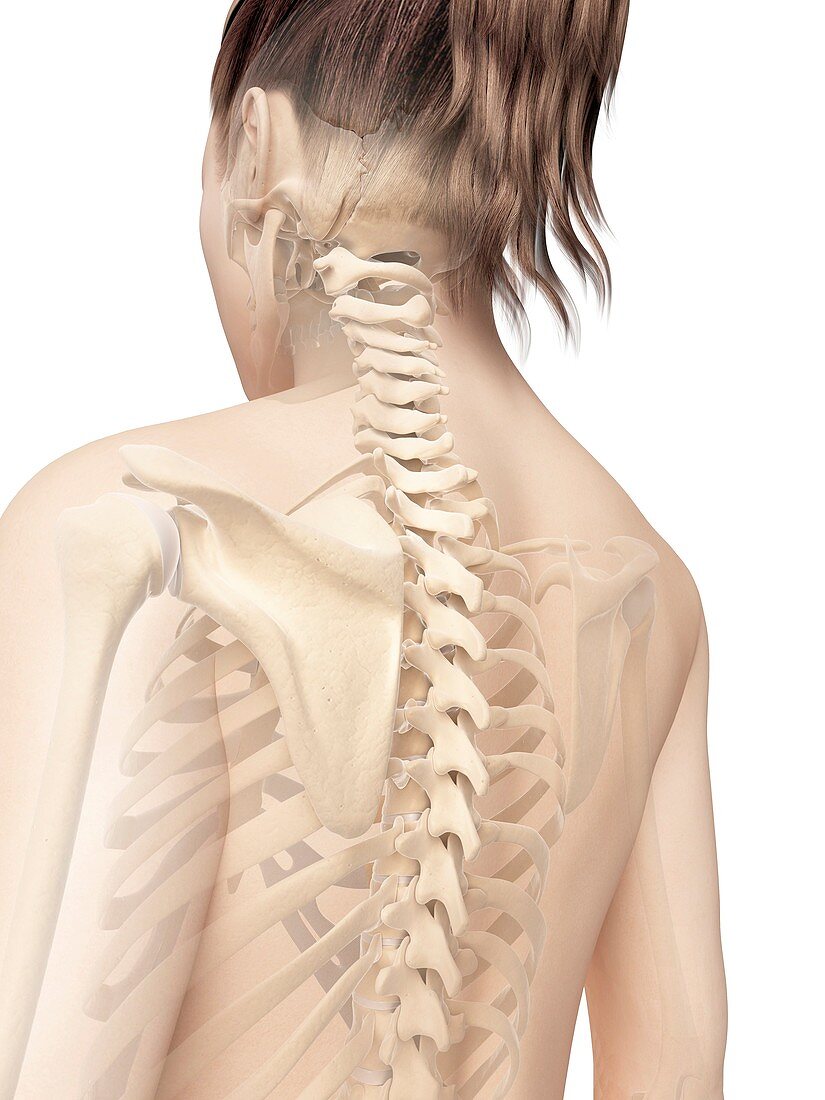 Human spine,illustration