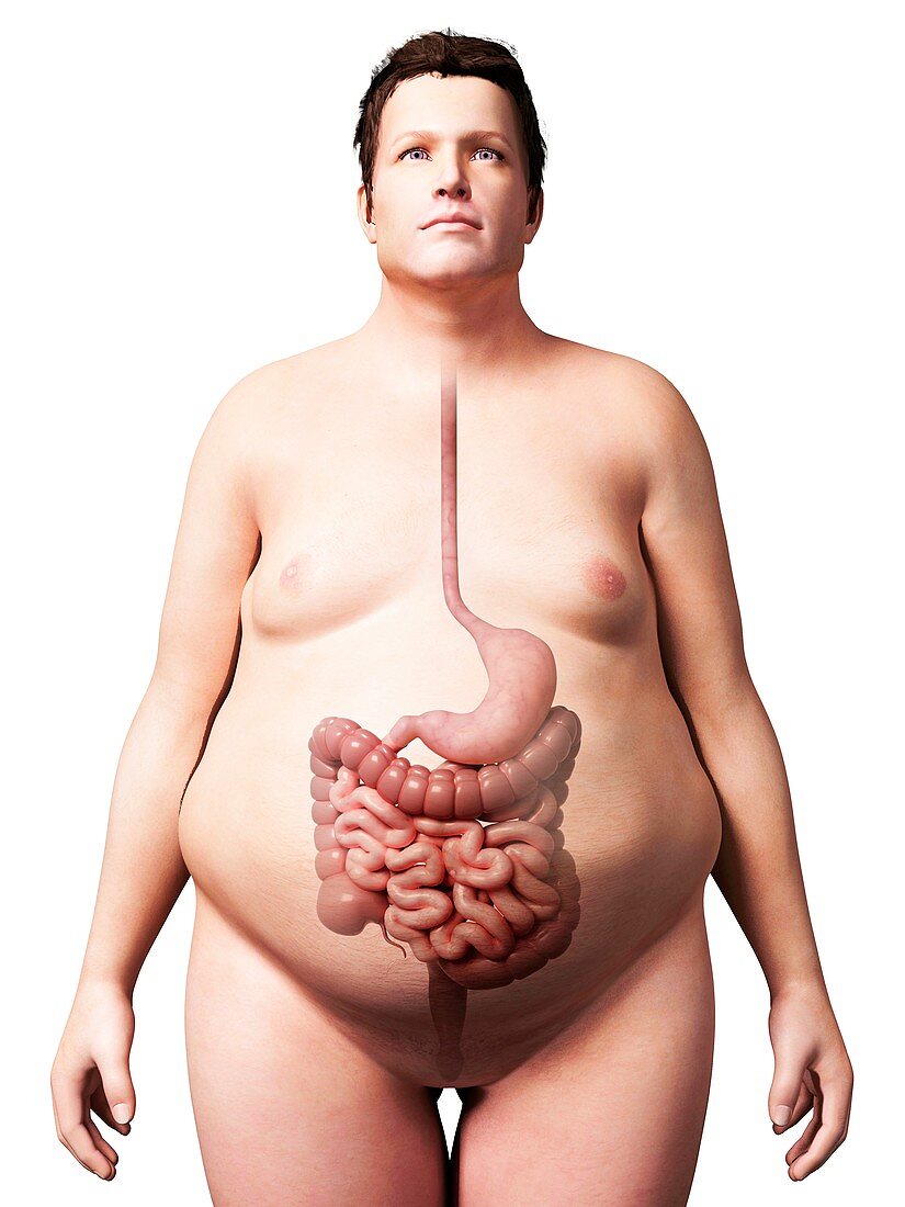 Digestive system of obese man