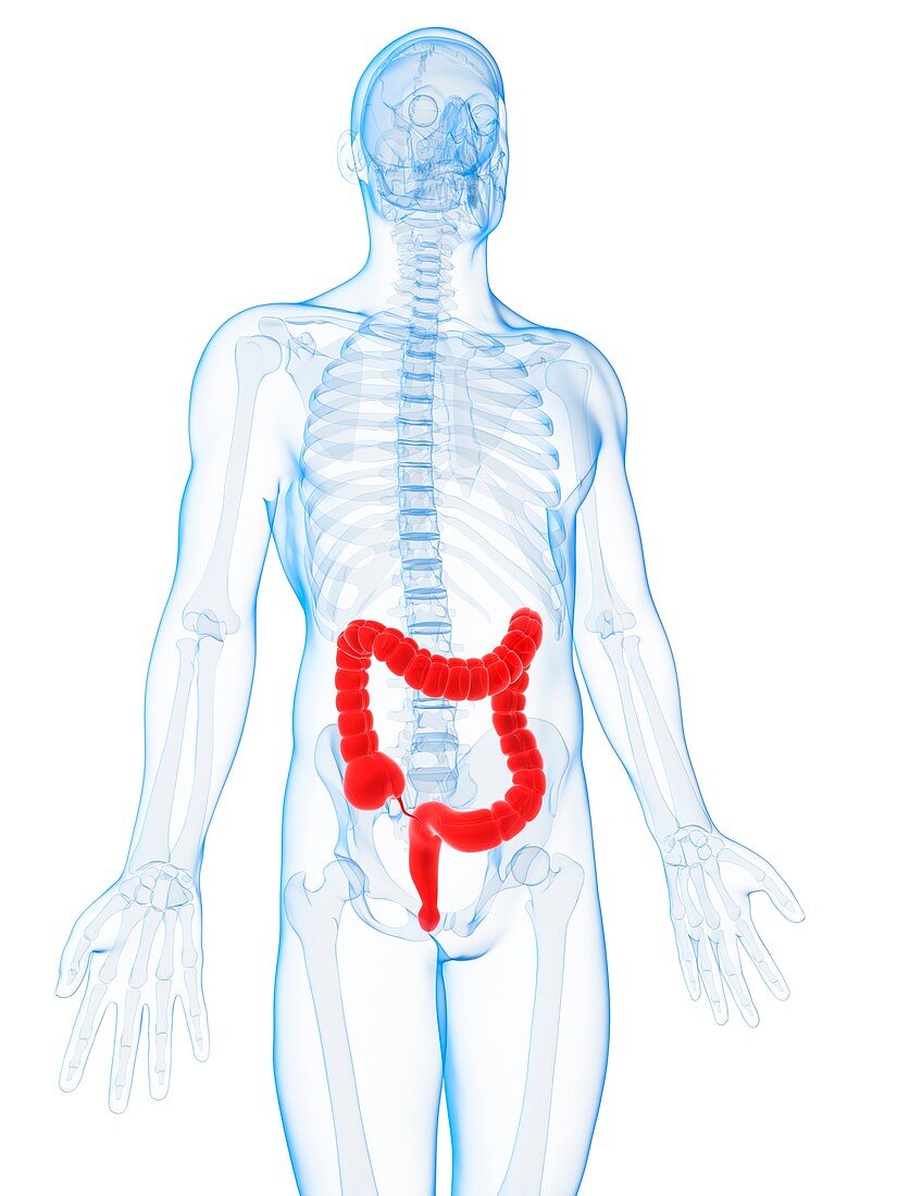 Human intestine,illustration