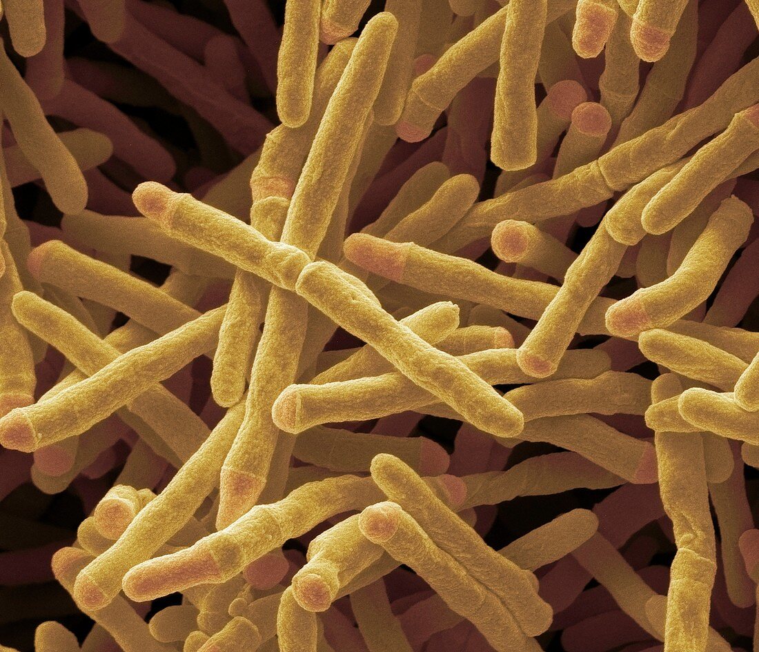 Mycobacterium smegmatis bacteria,SEM
