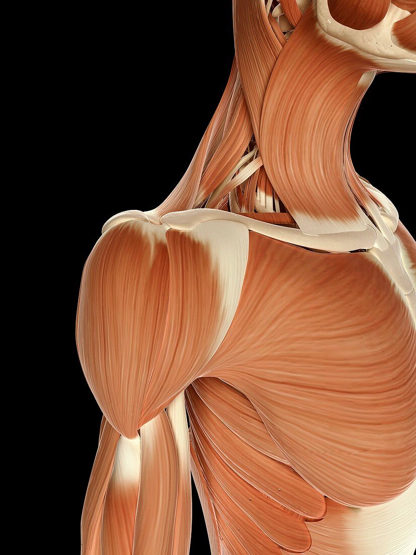 Human shoulder muscles,illustration