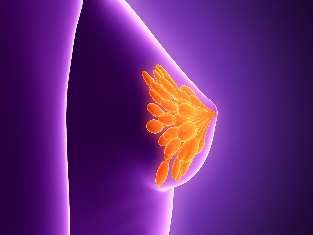 Anatomy of female breast,illustration