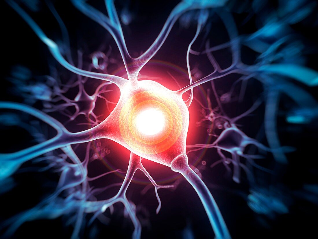 Nerve cell,illustration
