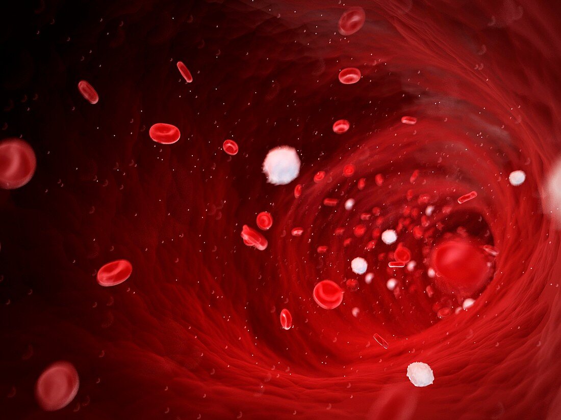 Human blood cells,illustration