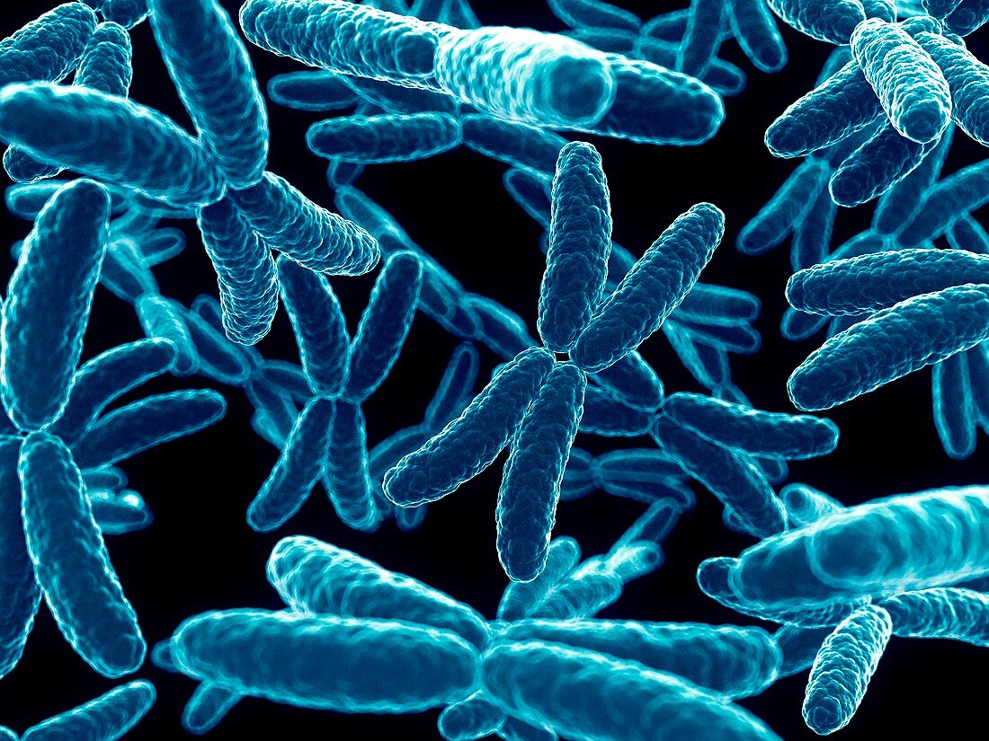 Human x chromosomes,illustration