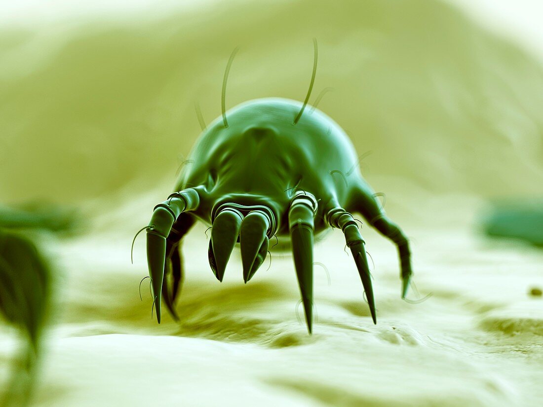 Dust mite,illustration