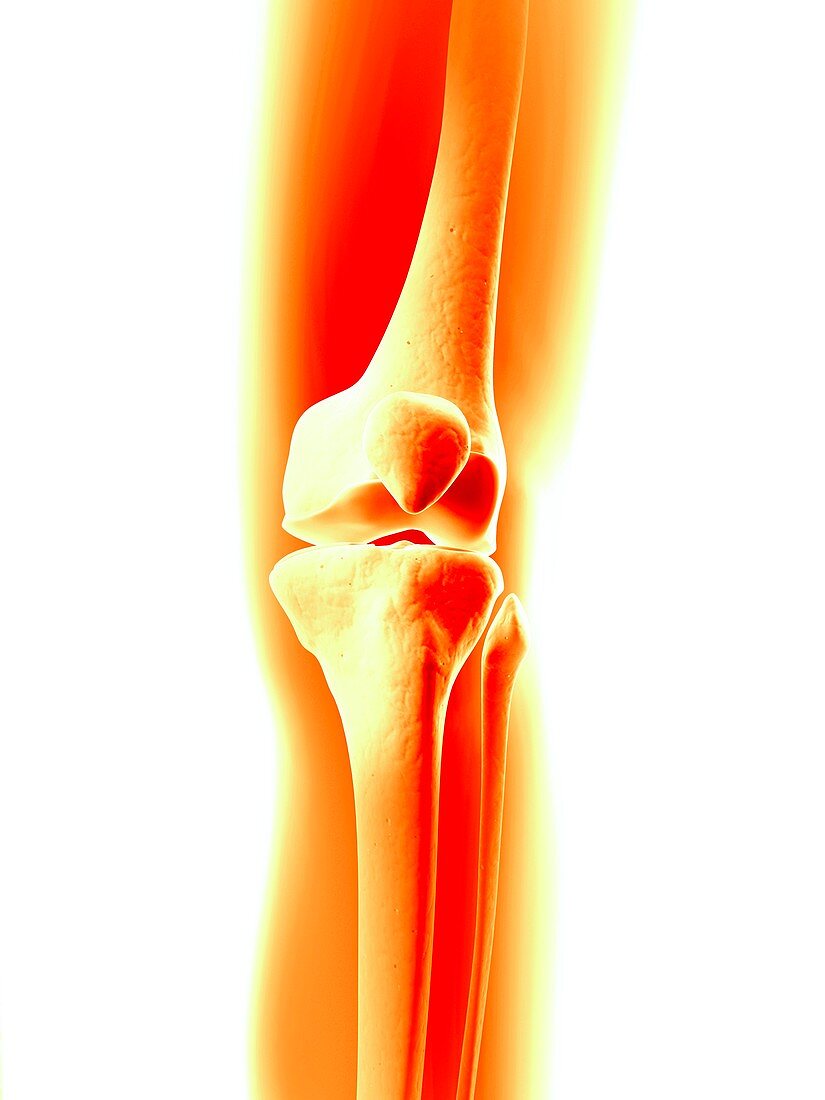 Human knee joint,illustration