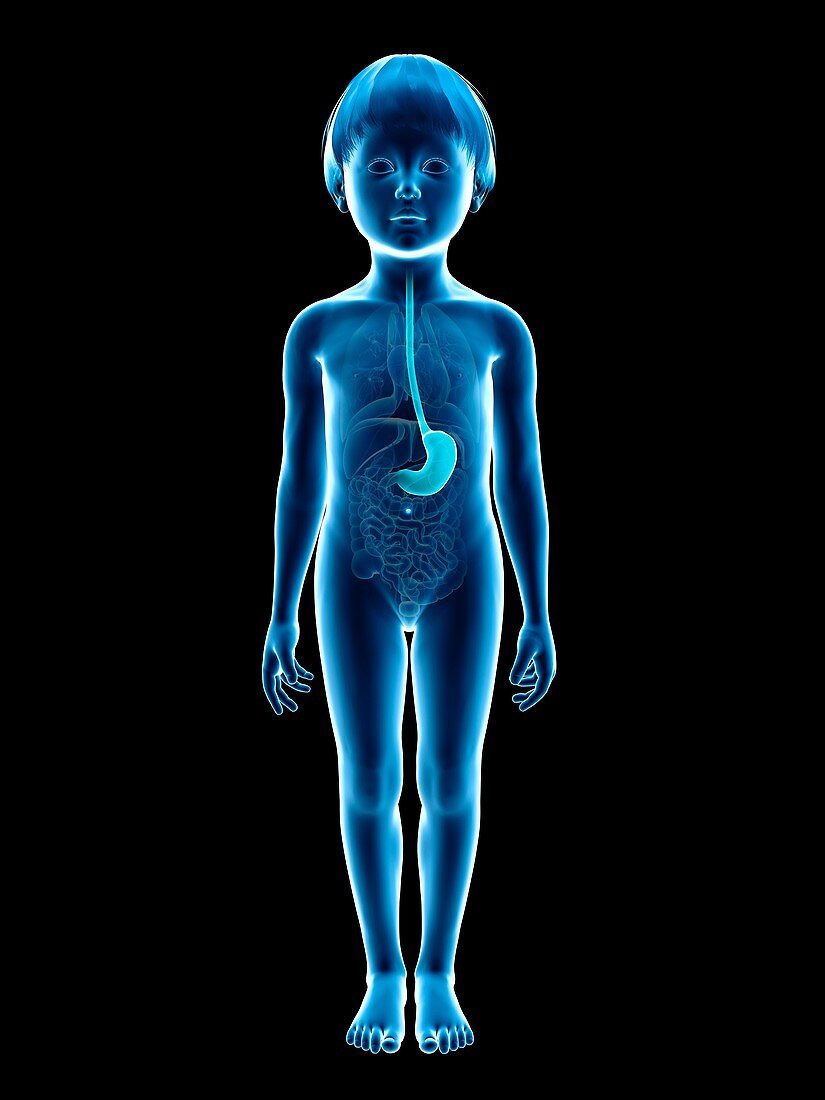 Stomach of boy,illustration