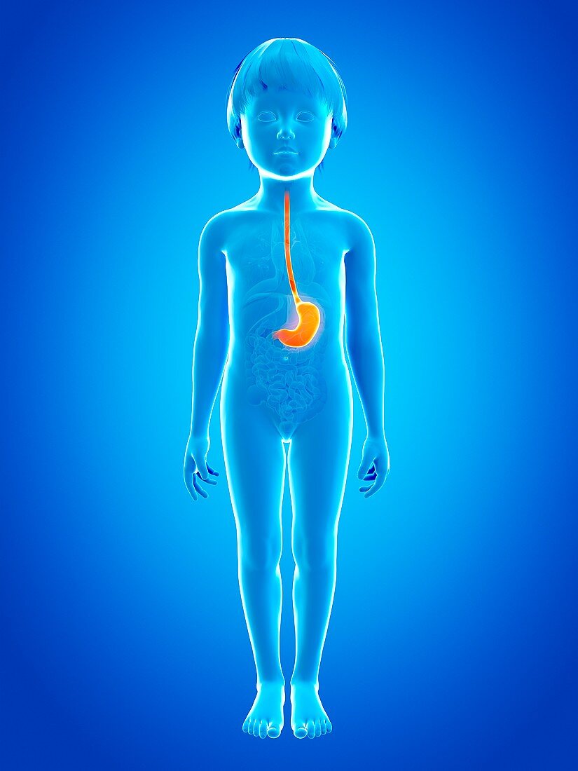 Stomach of boy,illustration