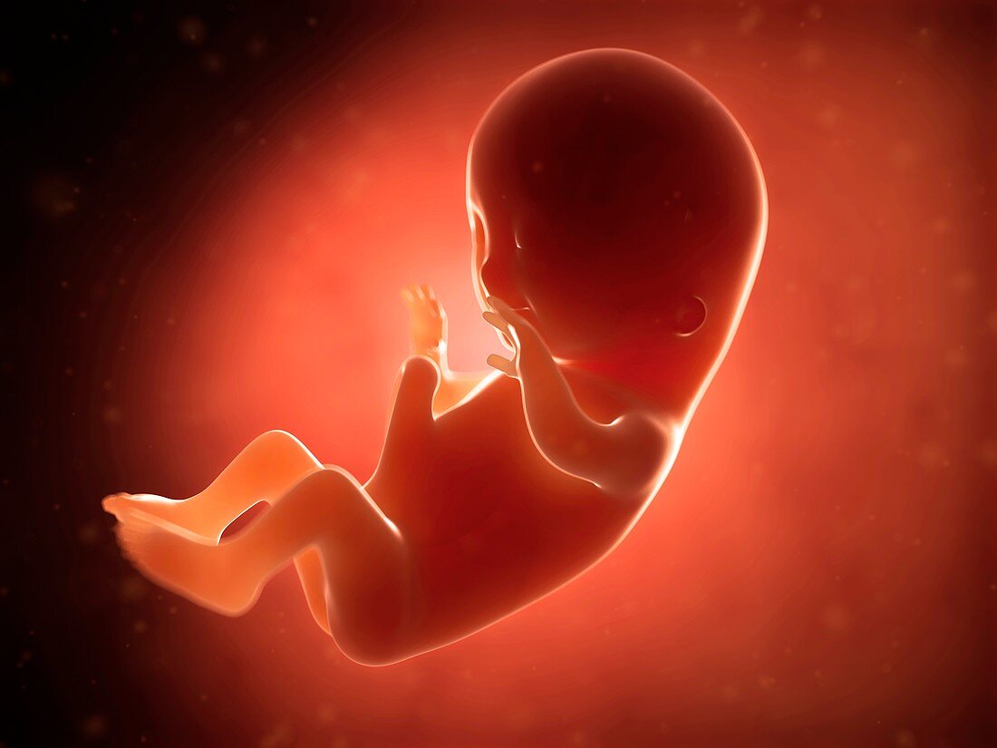 Human fetus at 3 months,illustration