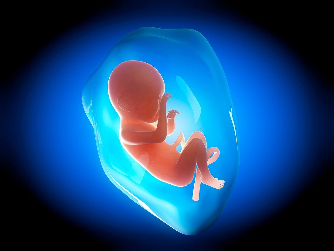 Human fetus at 7 months,illustration