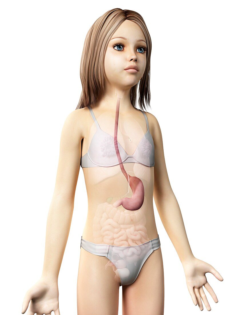 Stomach of girl,illustration