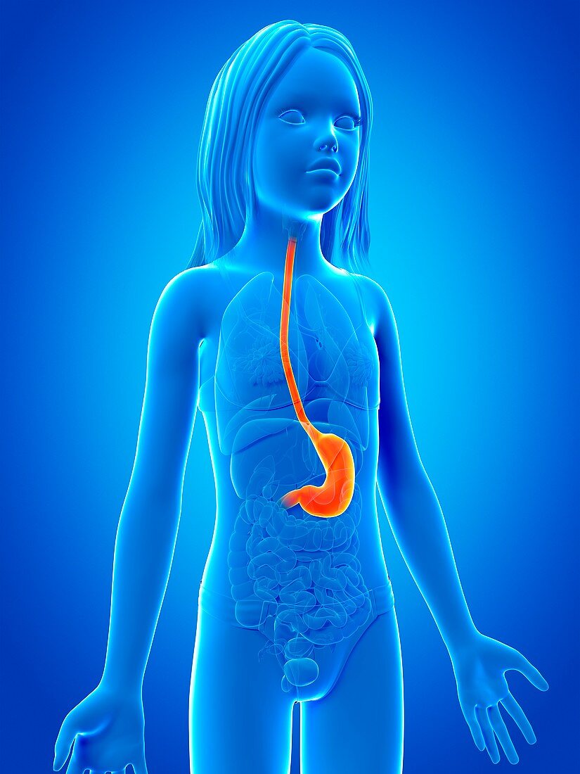 Stomach of girl,illustration