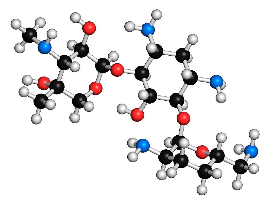 Gentamicin antibiotic molecule
