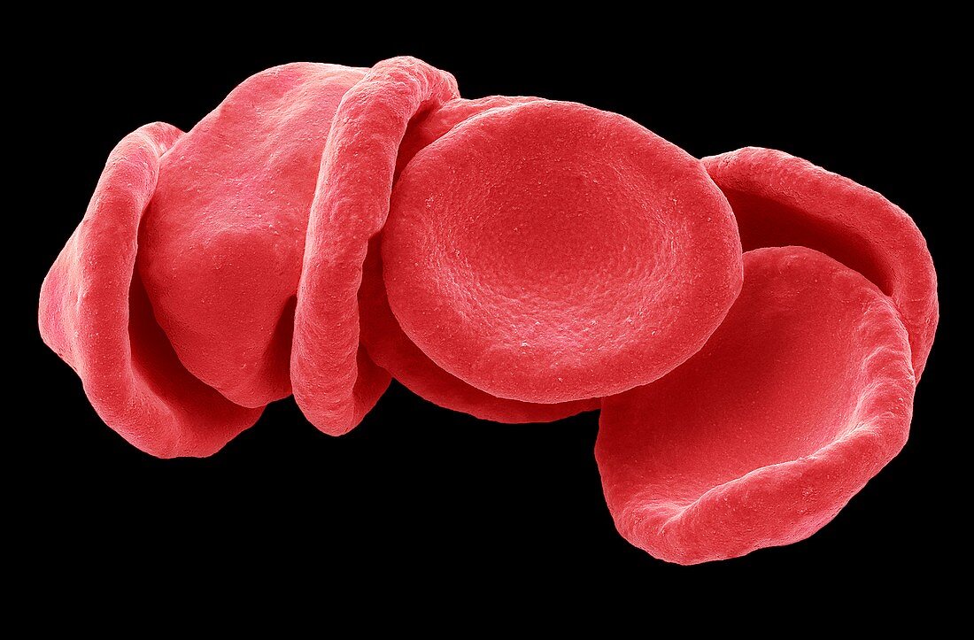 Red blood cells,SEM