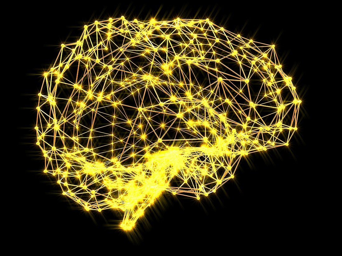 Brain,neural network