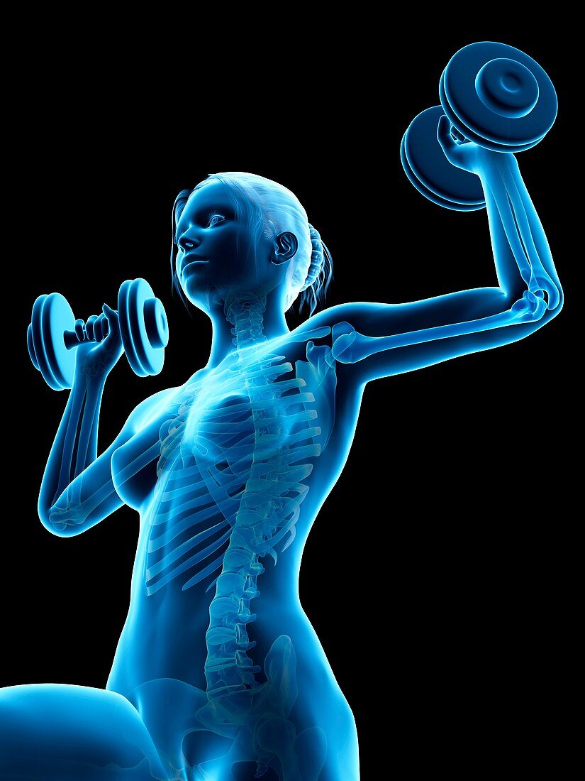 Skeleton of weight lifter,illustration