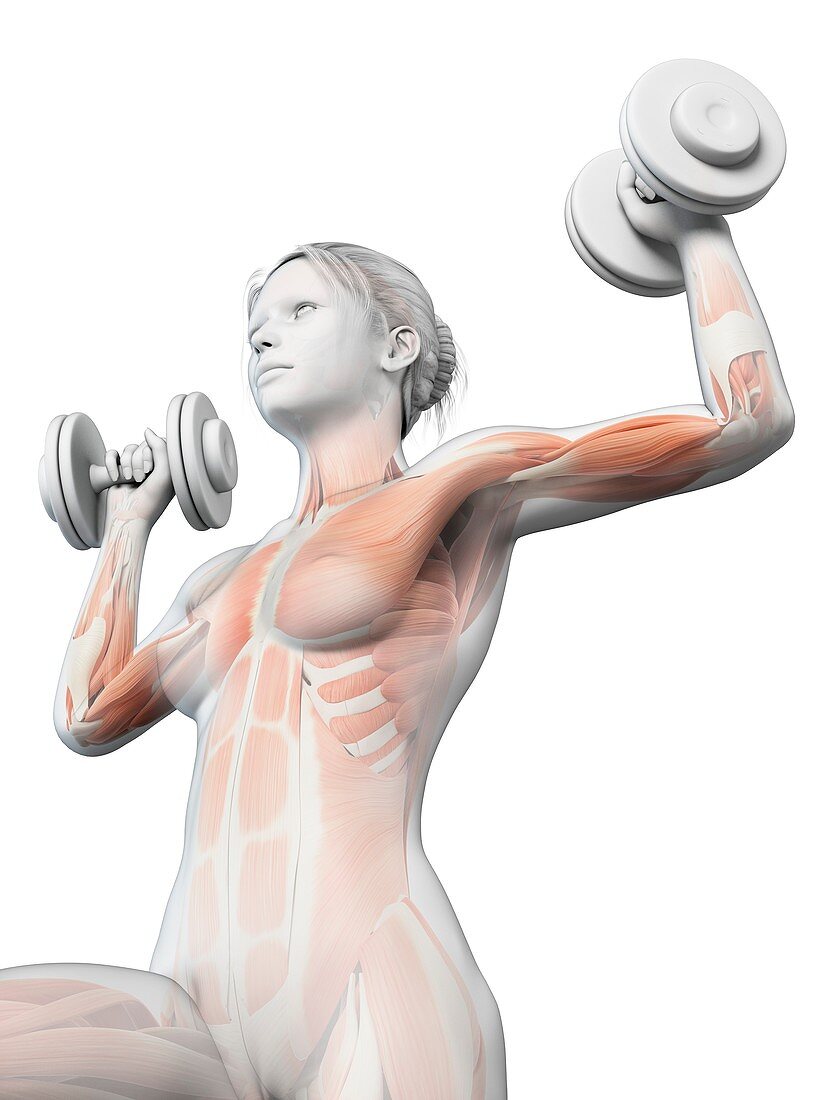 Muscles of weight lifter,illustration