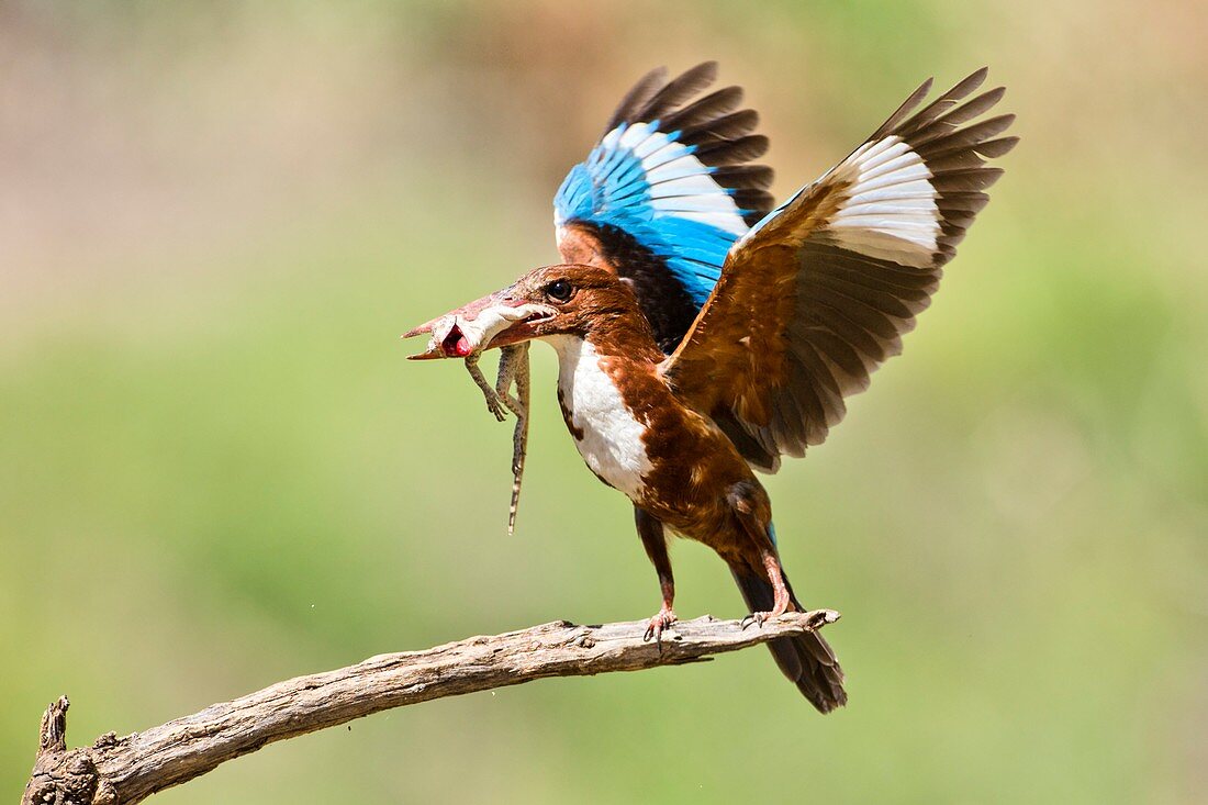 White-throated Kingfisher