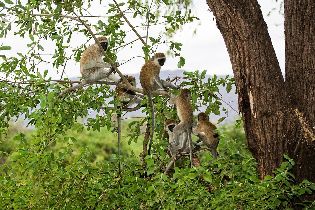 Grivet monkey Chlorocebus aethiops