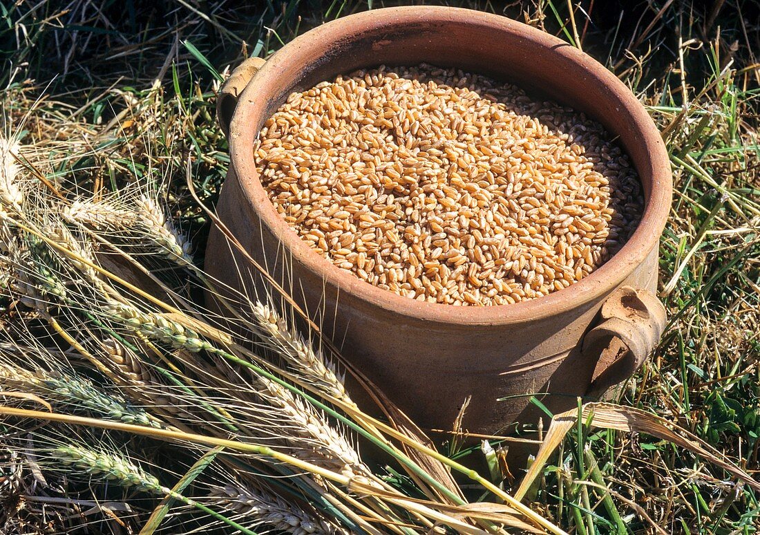 Wheat grain in clay jar