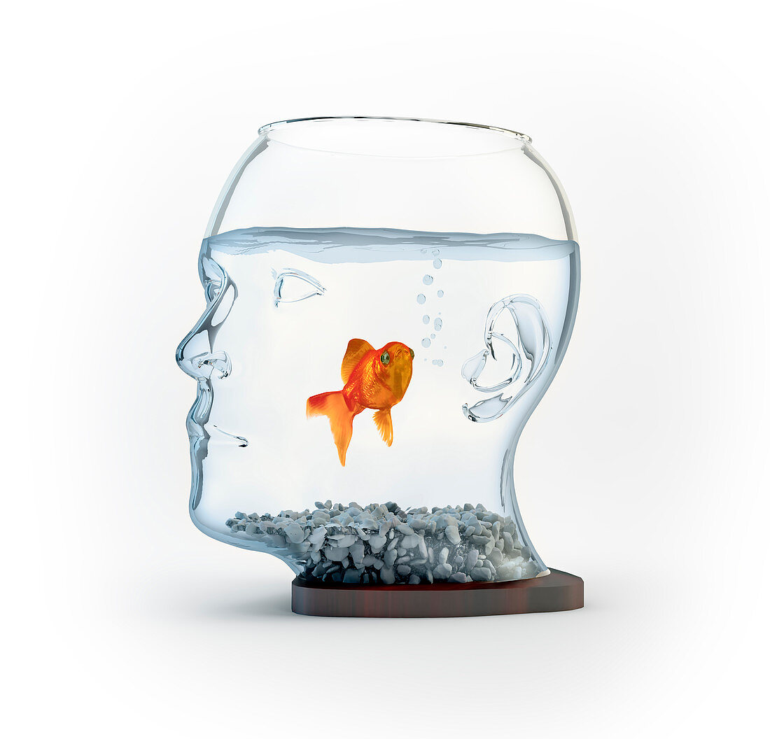 Goldfish in a bowl,illustration