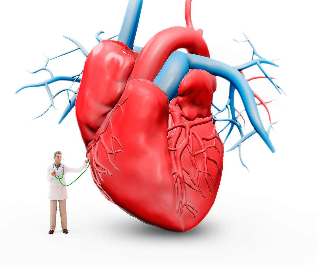 Doctor examining the heart,illustration