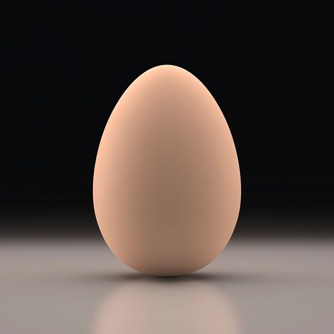 Egg,illustration