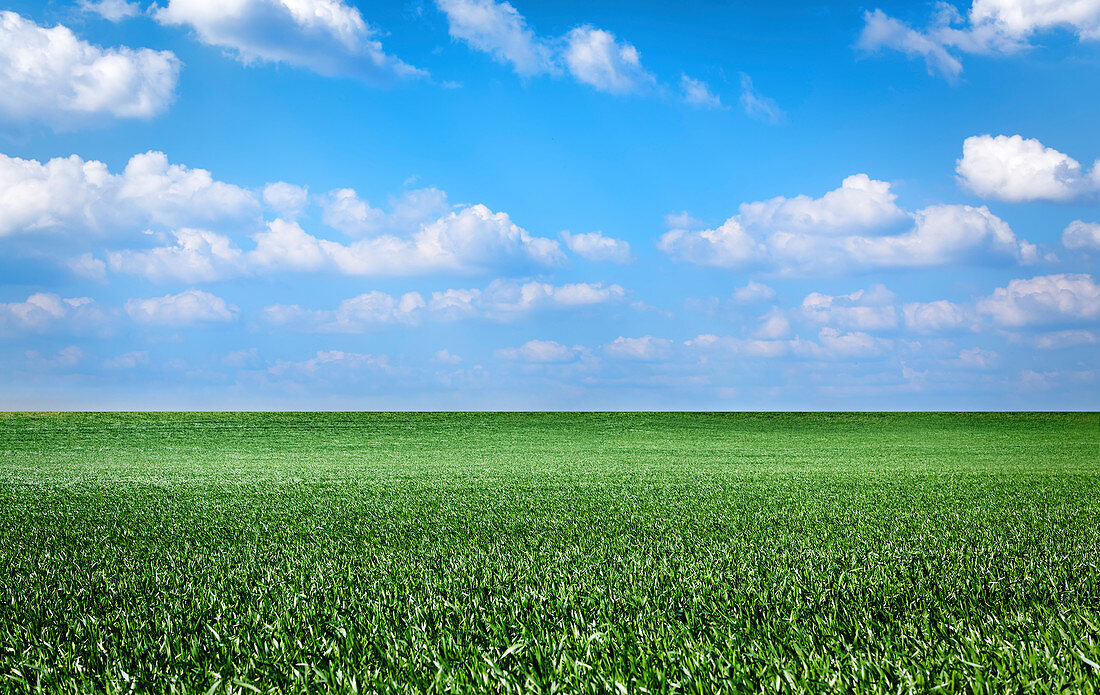Green field and clouds in a blue sky