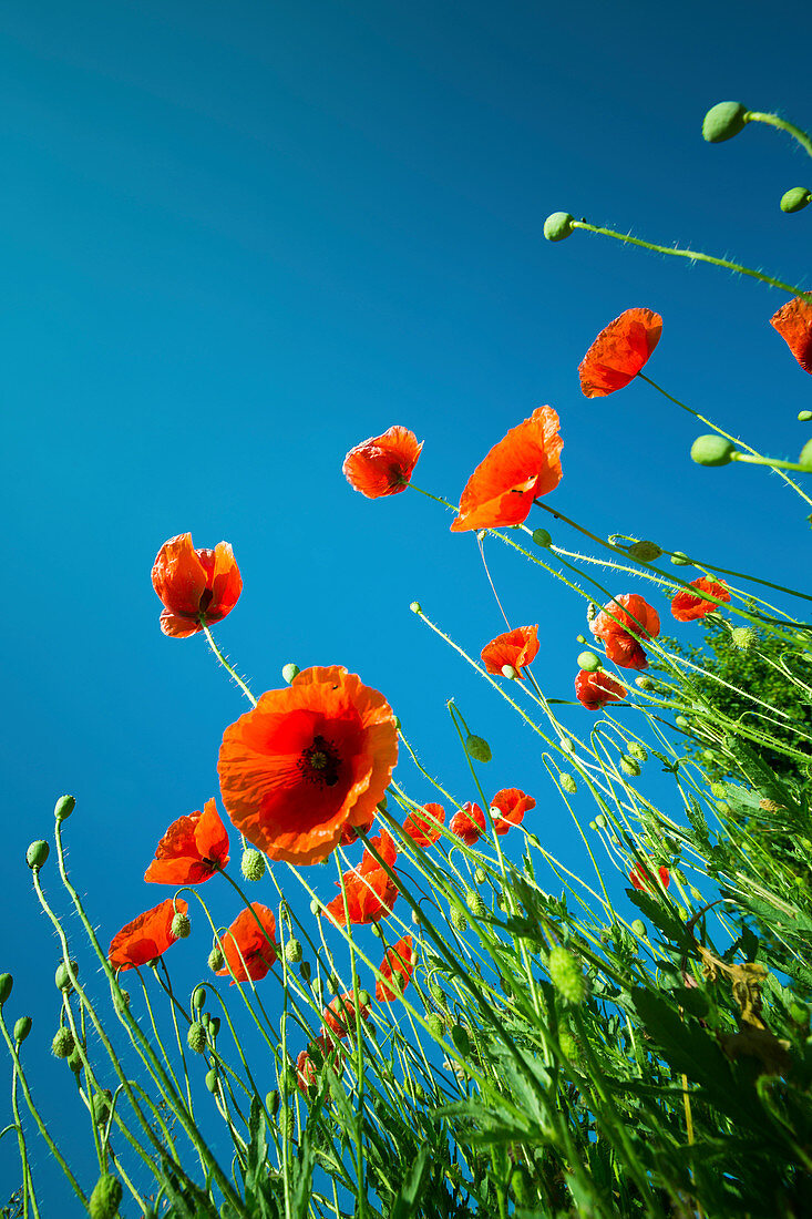 Poppies against a clear blue sky