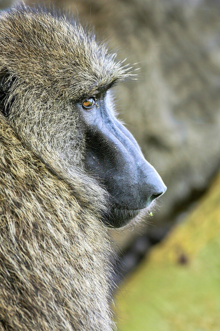 Olive baboon Papio anubis