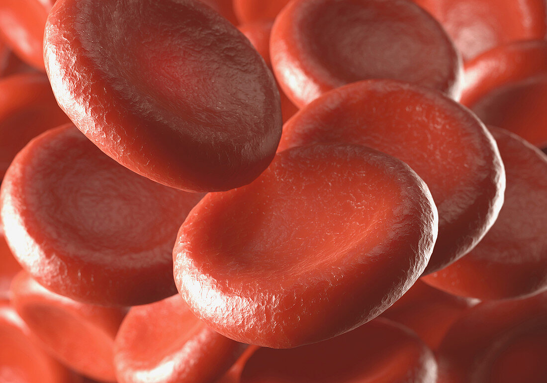 Red blood cells,illustration