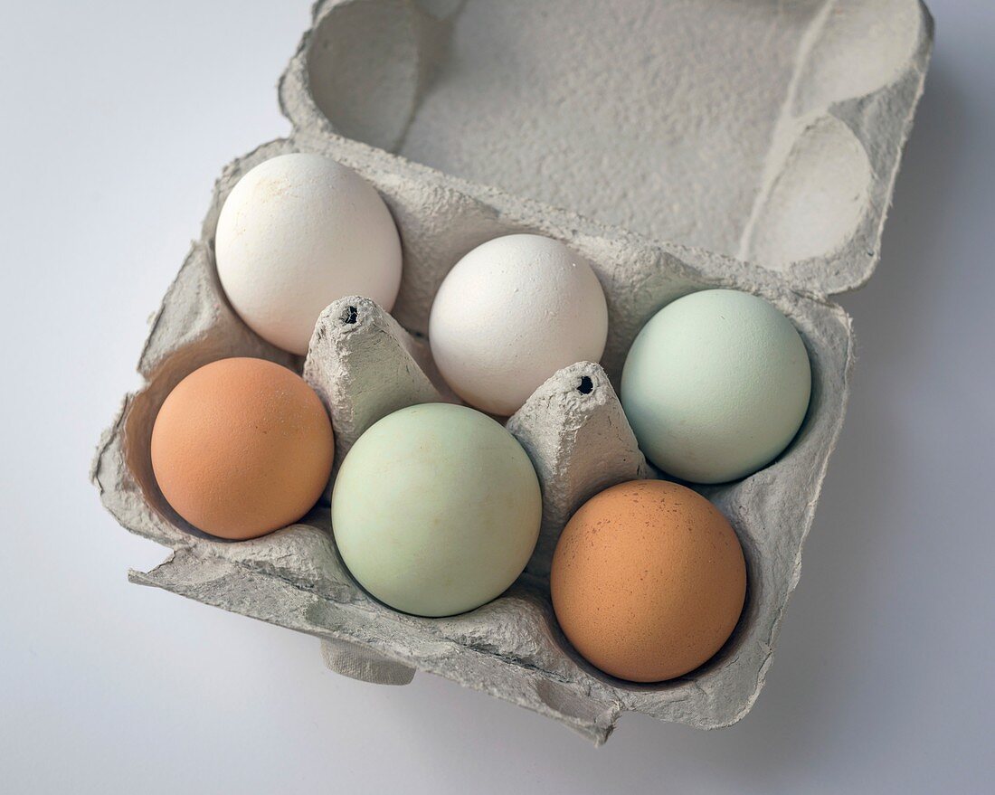 Egg pigmentation