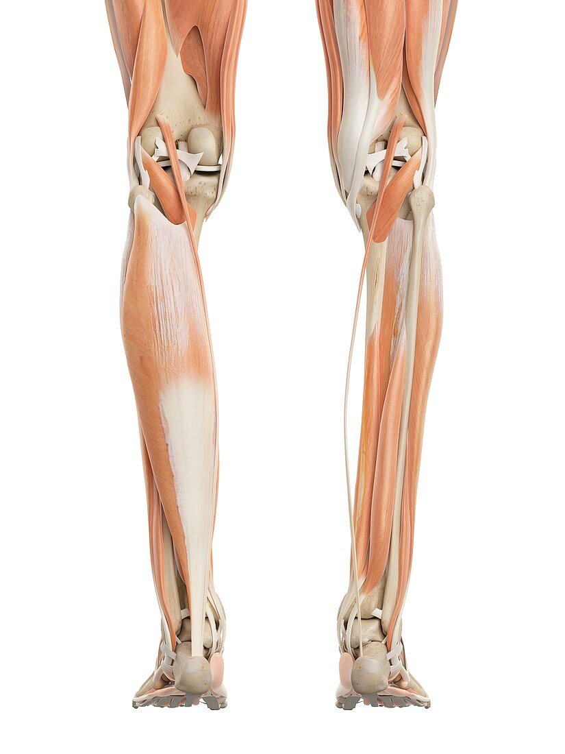 Human leg muscles,illustration