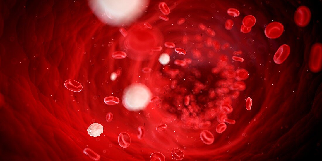 Red blood cells,illustration