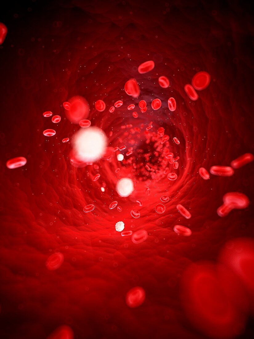 Red blood cells,illustration