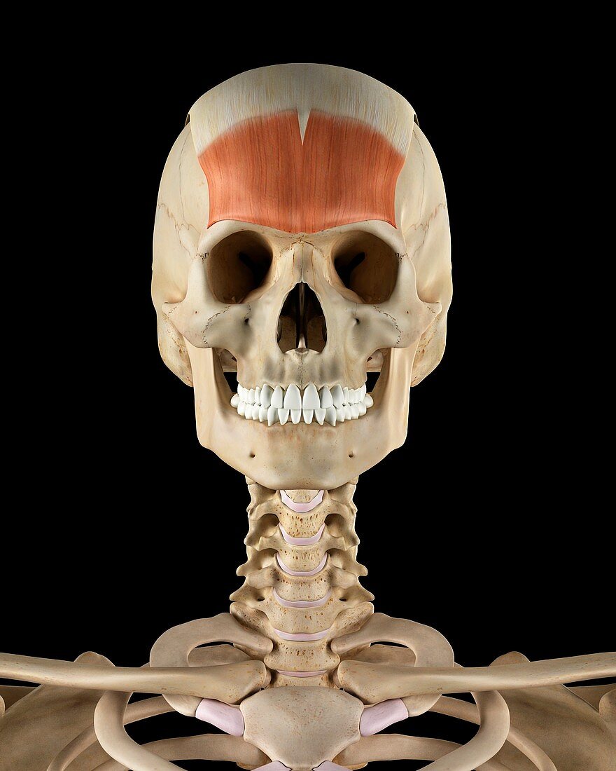 Human skull muscles,illustration