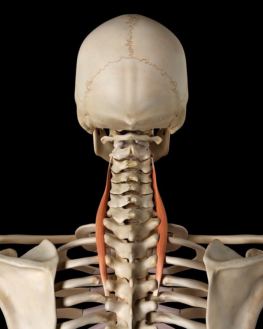 Human neck muscles,illustration