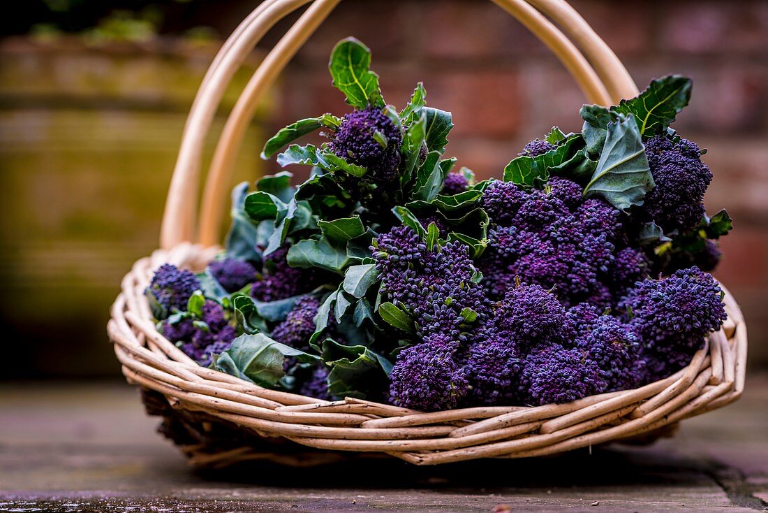 Purple sprouting broccoli