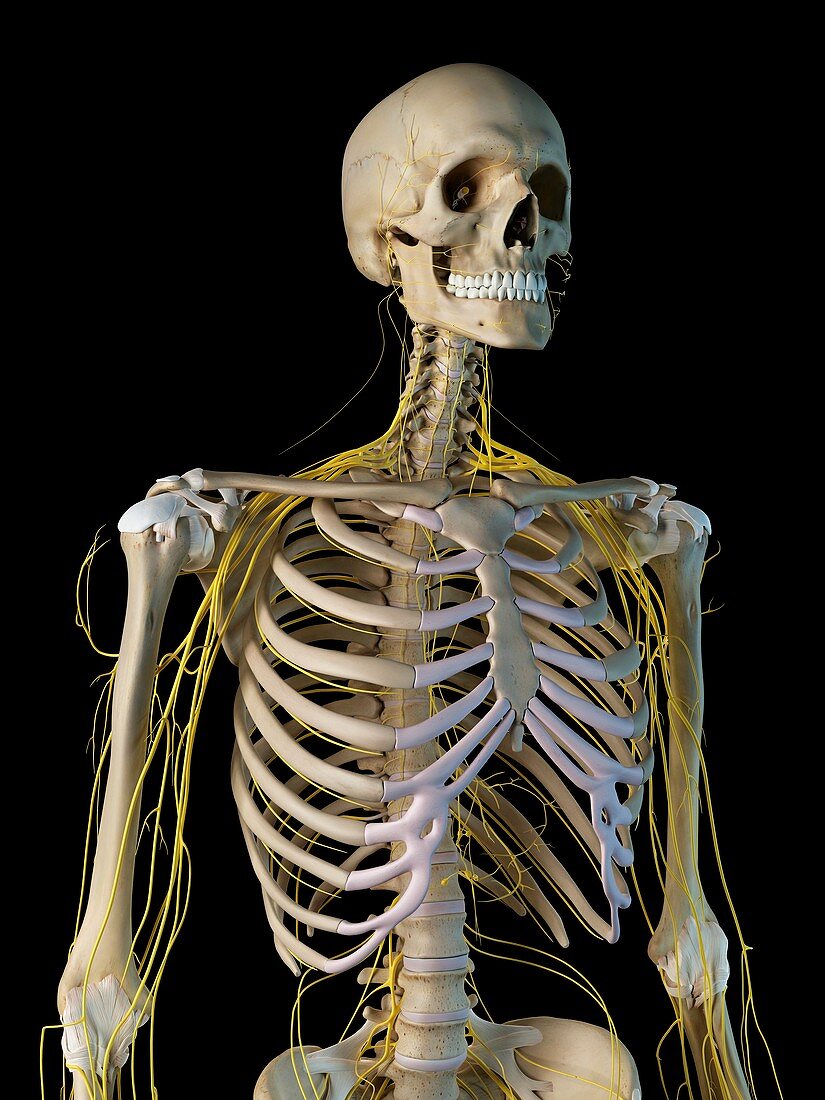 Human nervous system,illustration