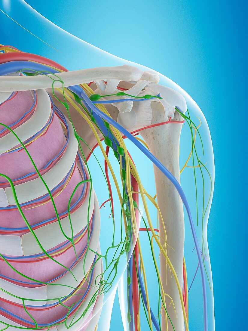 Human shoulder anatomy,illustration
