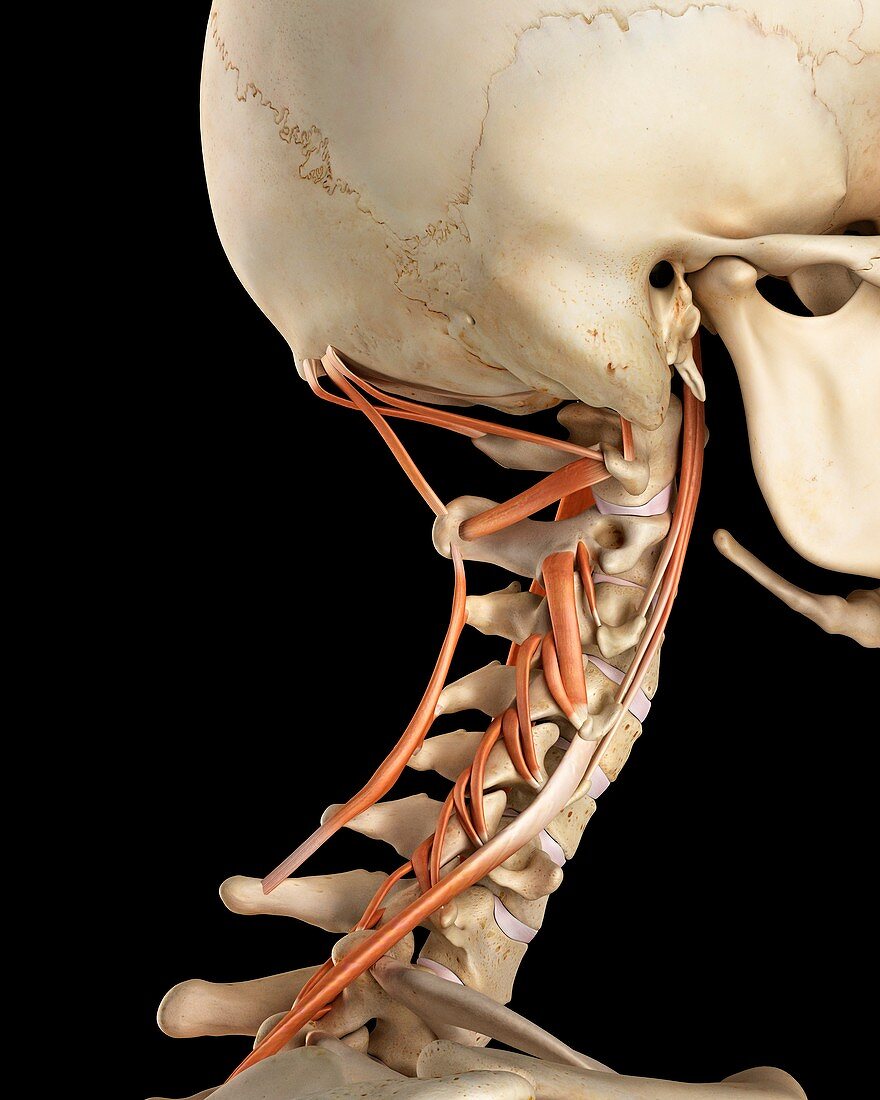 Human neck muscles,illustration