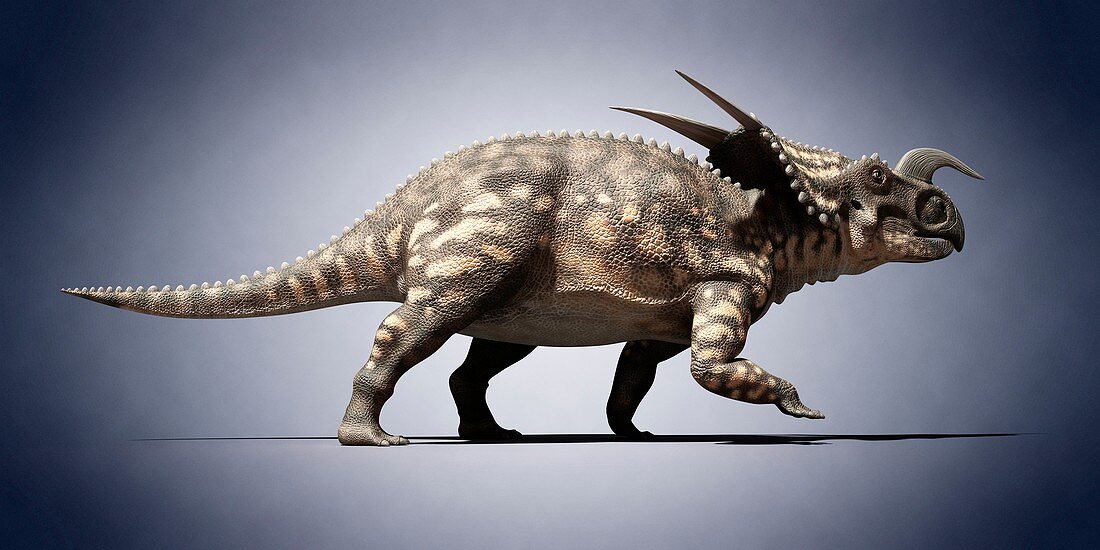 Einiosaurus,illustration