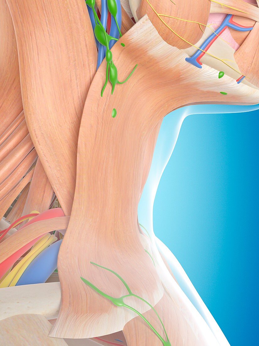 Human neck anatomy,illustration
